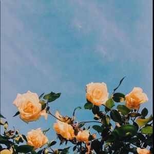 Meet your Posher, Diana